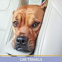 dog stressed during car journey