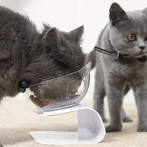 cat bowls