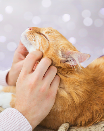 Orange cat being scratched under the chin by two hands