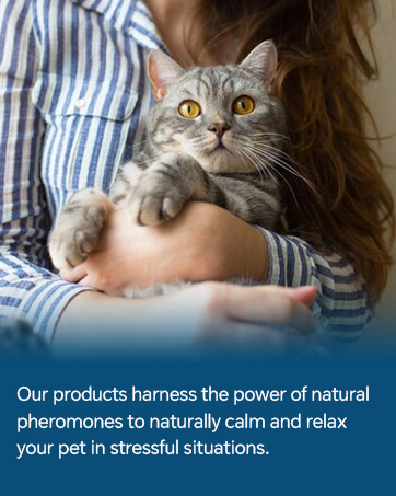 calming diffuser for cats