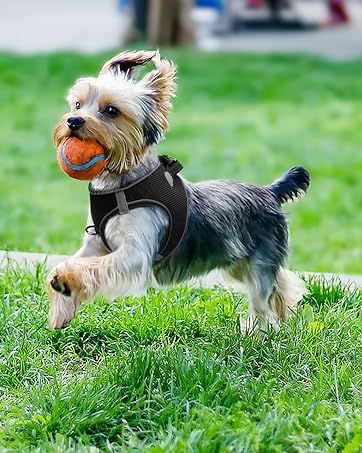 step in dog harness