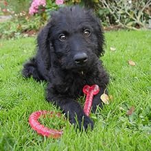 Biosafe Pink Puppy