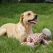 Dog with giraffe toy