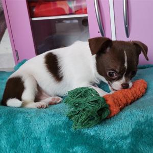 chew toys for rabbits