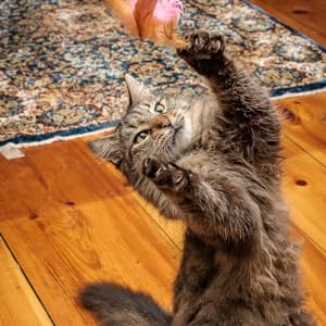 cat toy healthy activity