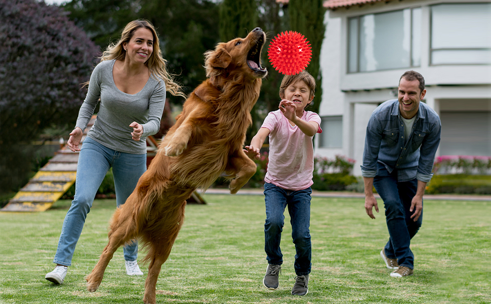 Squeaky Dog Balls Toys