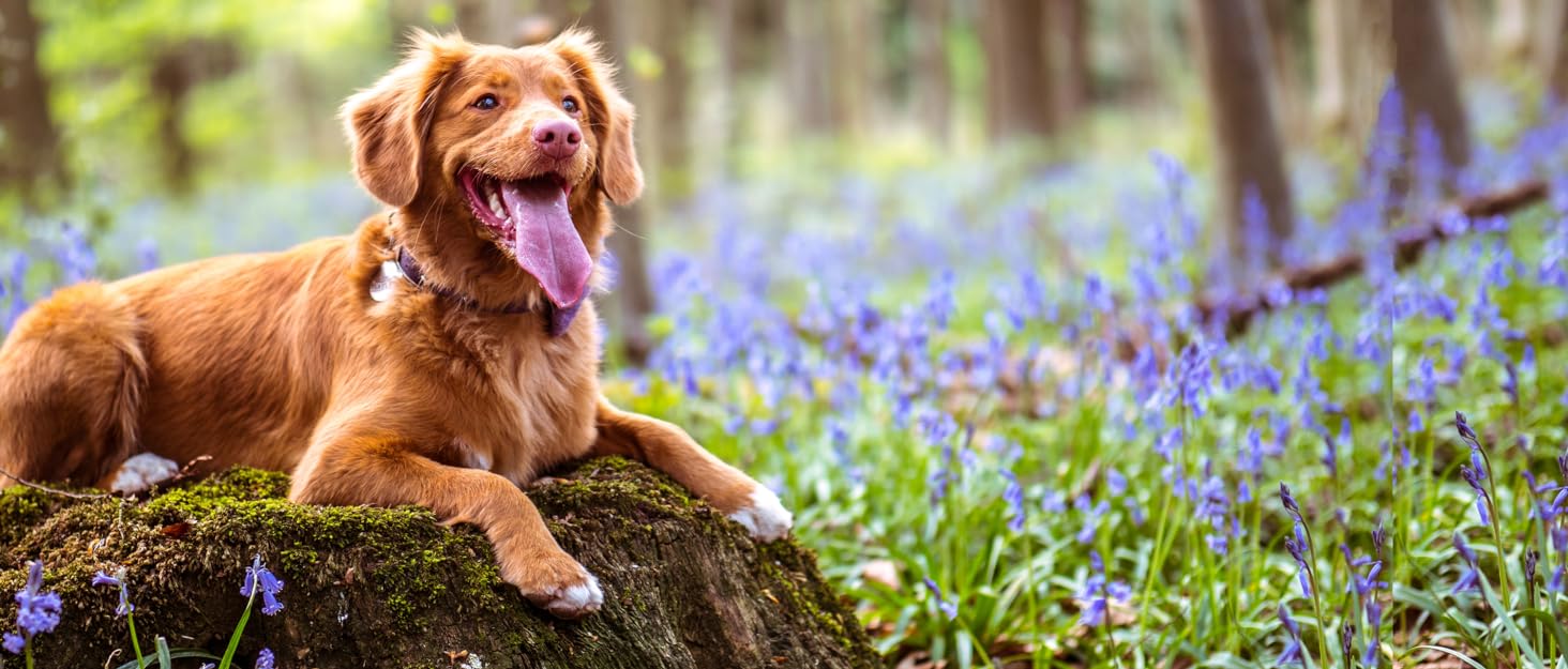 dog on rock